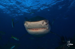 Diving in the Bahamas with sharks always provides plenty ... by Steven Anderson 